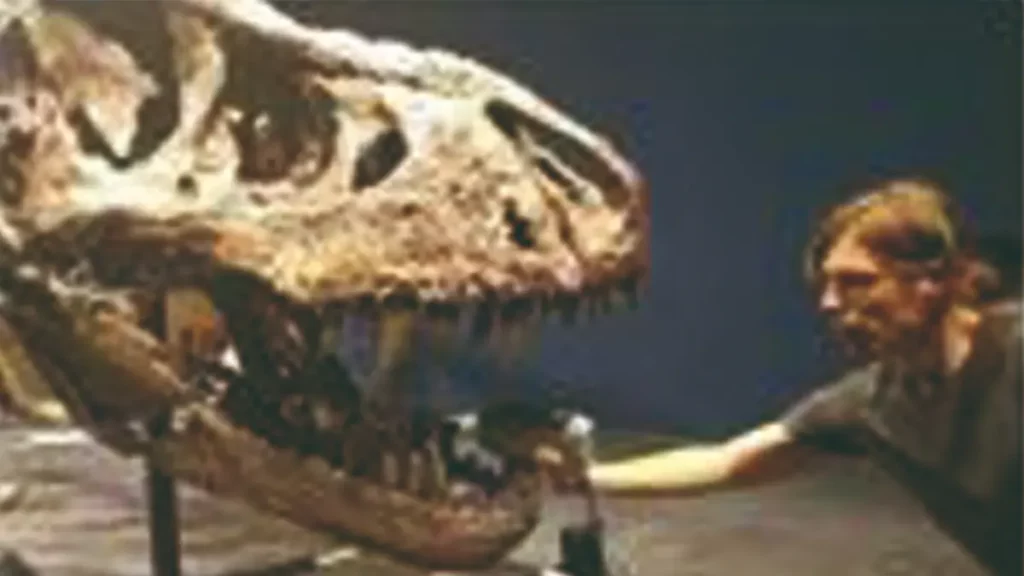 Dinosaurierschädel