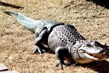 Schwanzprothese Aligator